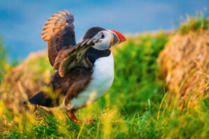 Beautiful Atlantic puffin bird or common puffin living on coastline during the breeding season on summer at Iceland