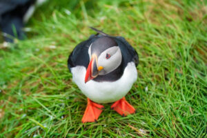 Adorable Atlantic puffin or Fratercula arctica living on edge of cliff of Atlantic Ocean during breeding season in summer at Iceland